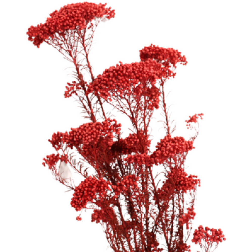 Red Rice Flowers | Wholesale Dried Flowers